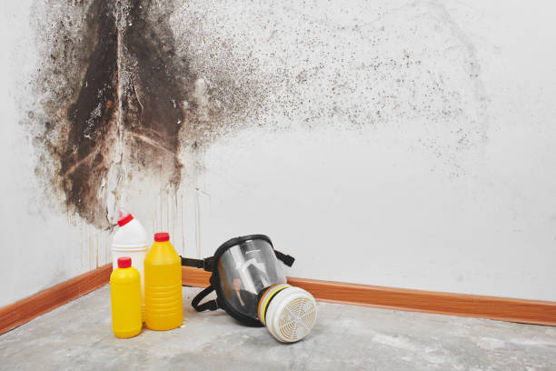 Best Commercial Mold Removal  in Holloman Af, NM