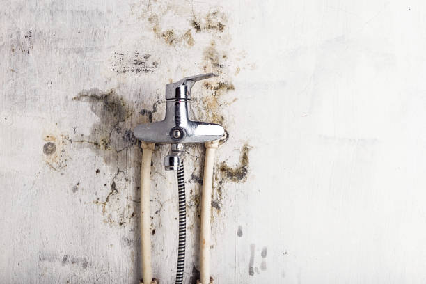Trusted Holloman Af, NM Mold Removal Experts