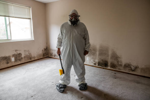 Best Attic Mold Removal  in Holloman Af, NM