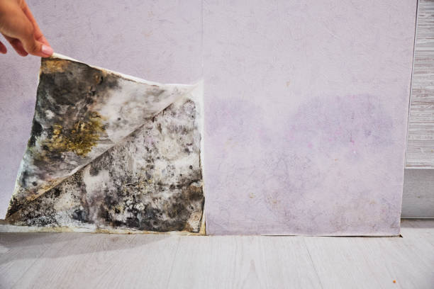 Mold Removal Process in Holloman Af, NM